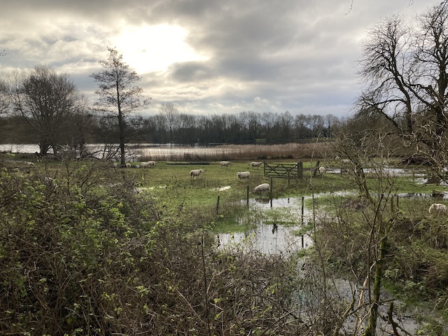 cerney1