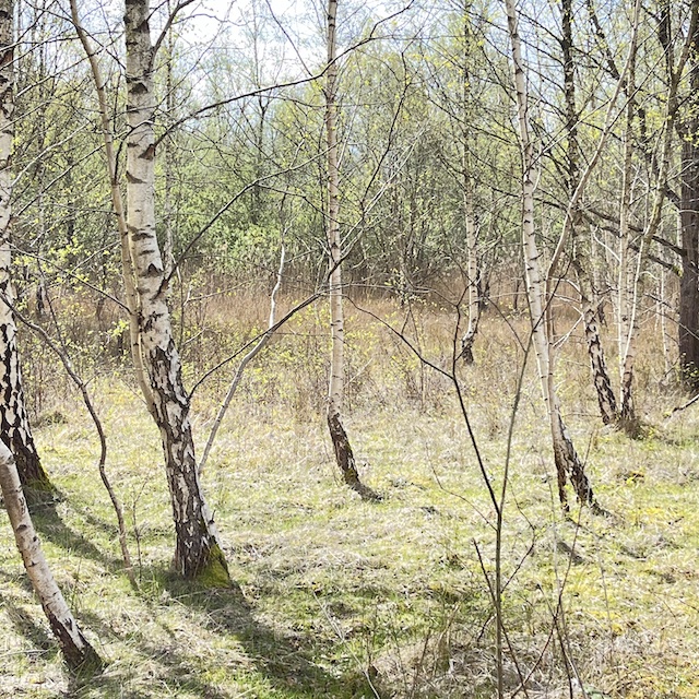 260405 LowerMoor4