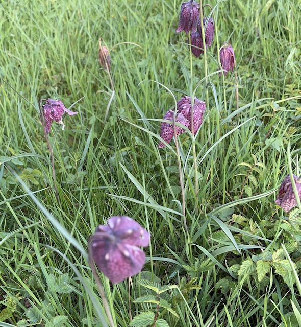 260506 Fritillaries2