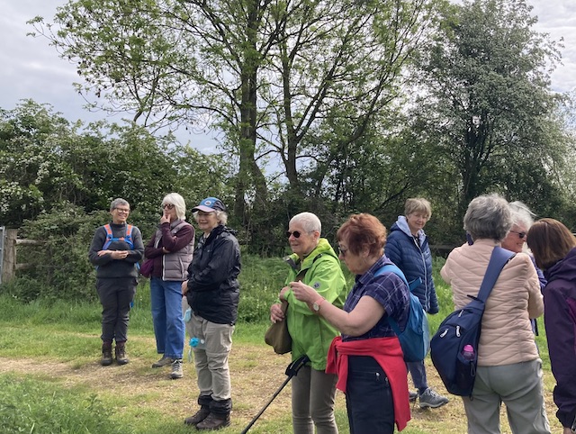 260506 Fritillaries4