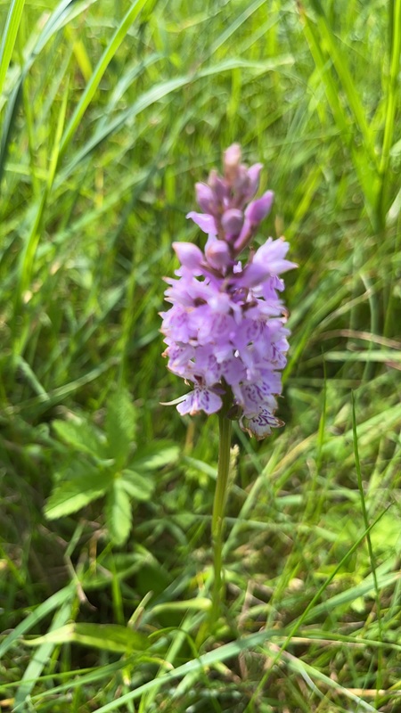 Condicote6 Orchid